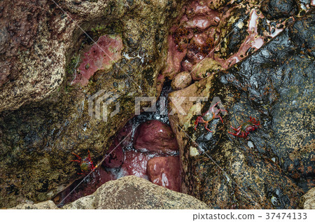 Rocks and crabs puzzle 37474133