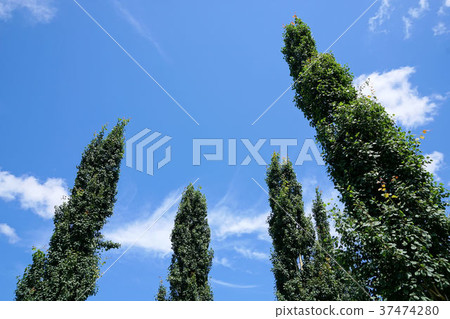 楊樹擬人樹（（商業場景，報告或指示等場景） 37474280