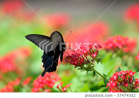 Pentas on black Pentas on black 37474382