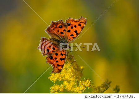 黃鉤蛺蝶 37474383