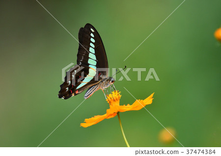 Kibanakosmos的Aosujijegeha 37474384