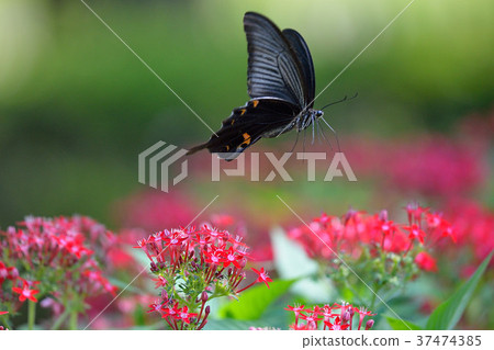 Pentas在黑色 37474385