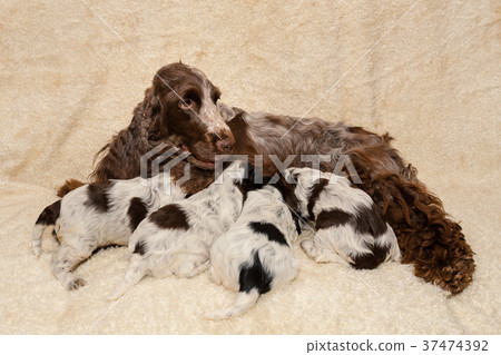 family of lying English Cocker Spaniel dog family of lying English Cocker Spaniel dog 37474392