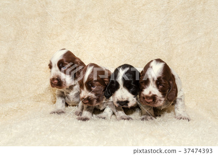 English Cocker Spaniel dog puppies English Cocker Spaniel dog puppies 37474393