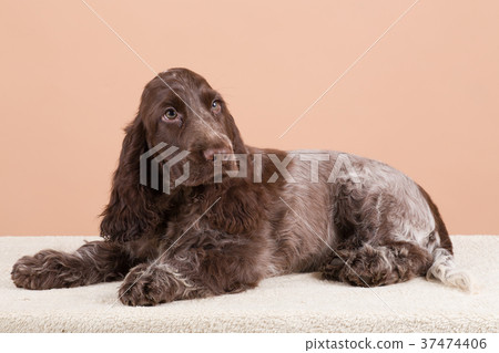 dog english cocker spaniel 37474406