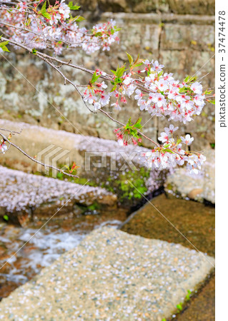 Castle town of Yamashiro of the sky Sakura of Ashiyagawasuji Takahashi, Okayama 37474478