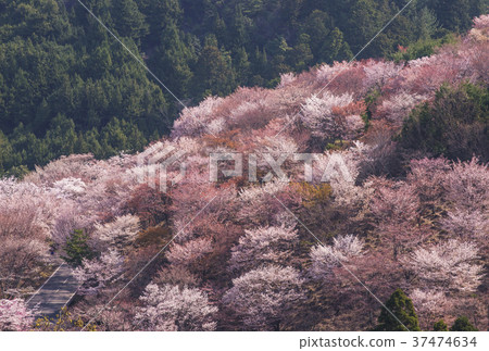 Yoshino Senbon Sakura Yoshinoyama Sakura's sights of Japan's best cherry blossom viewing 37474634