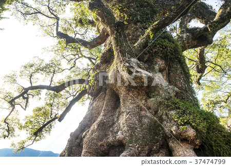 Kiryu's Cuss Japan's No. 1 Giant Tree Kiryu's Daisuke Kagoshima Popular Spots National Natural Monuments 37474799