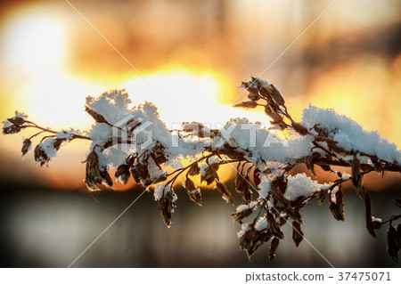 branch plants with the fallen snow in the winter branch plants with the fallen snow in the winter 37475071