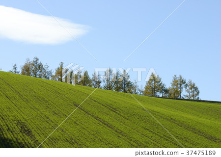 Hill of Biei in autumn 37475189