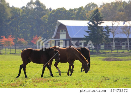 Landscape of Hokkaido Chitose ranch 37475272