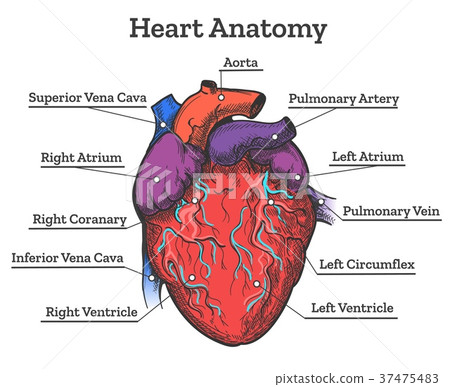 Heart anatomy colored sketch Heart anatomy colored sketch 37475483