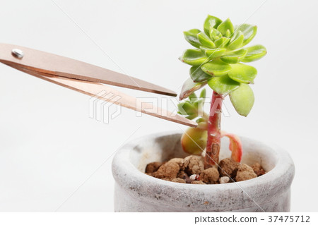 多汁植物 37475712