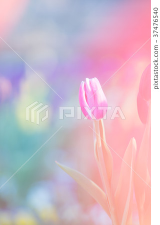 Funabashi Andersen Park Winter Tulip 37476540