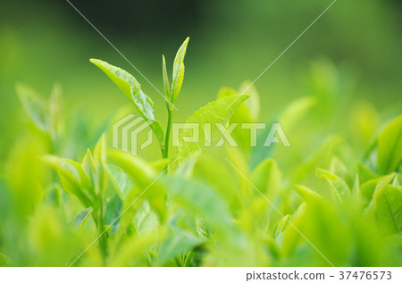 Sayama tea Sayama tea 37476573