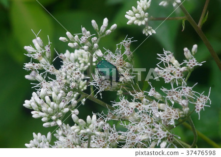 吮黃色眼睛的海星的花蜜的蝦 37476598