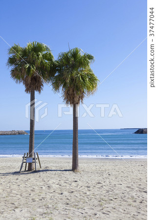 Palm trees and seas 37477044