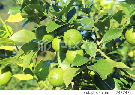 瀨戶內檸檬 37477475