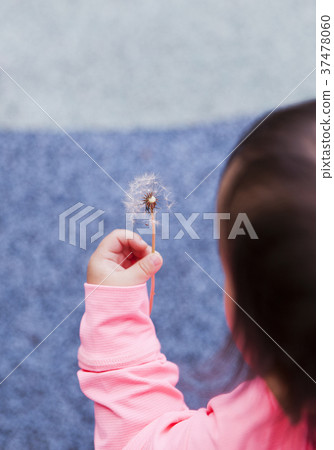 Hand, infant, baby, baby, dandelion, 37478060