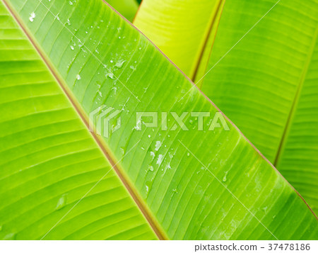 Rain Drops on The Texture of Banana Leaf 37478186