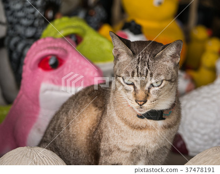 Cat on The Doll Shop Cat on The Doll Shop 37478191