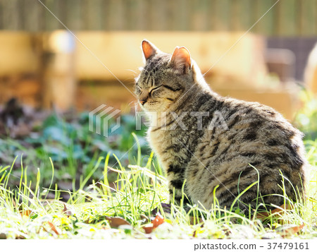 Under the sun 37479161