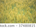 大麥快速生長 37480815