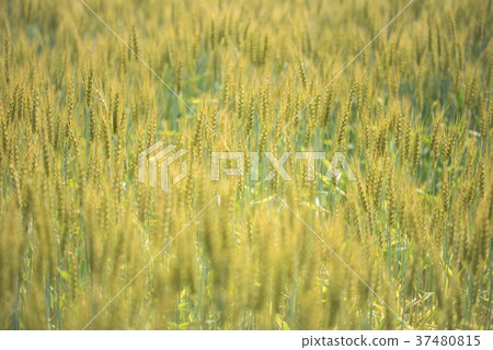 大麥快速生長 37480815