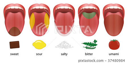 Tongue Taste Areas Sweet Sour Salty Bitter Umami 37480984