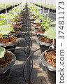 Drip irrigation system for organic melon plant 37481173