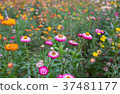 blooming colorful flower background 37481177