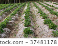 fresh organic strawberries plant 37481178