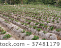 fresh organic strawberries plant 37481179