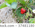 fresh organic strawberries plant 37481180