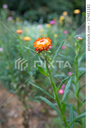 blooming colorful flower background blooming colorful flower background 37481181