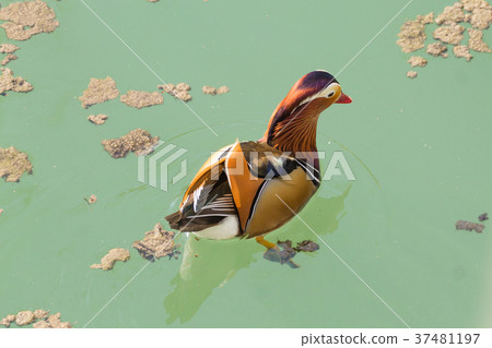 Mandarin duck close up from Sile river, Italy 37481197
