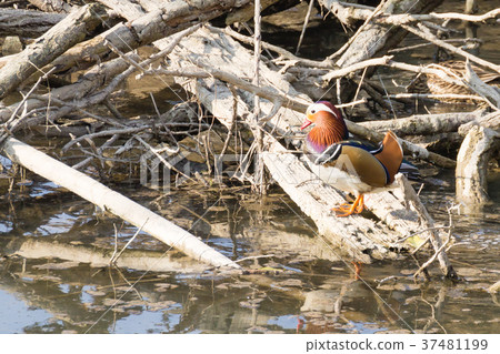 Mandarin duck close up from Sile river, Italy Mandarin duck close up from Sile river, Italy 37481199
