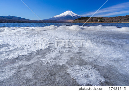 [Yamanashi Prefecture] Mt. Fuji in winter and frozen Yamanakako 37481545