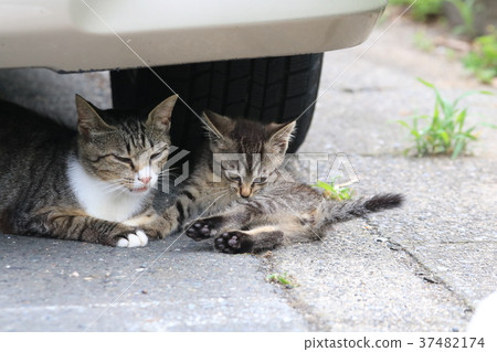 Two Sisotto of a cat that watches under the car and a cat who watches over 37482174