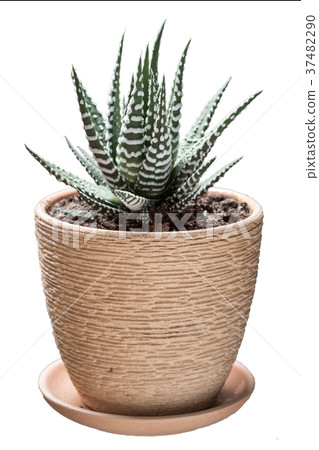succulent plant with white spots leaves isolated 37482290