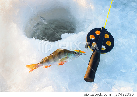 Perch fish with rod lying on the ice, closeup 37482359