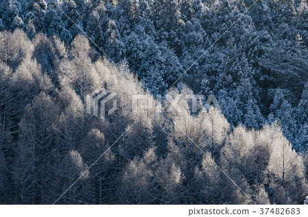 Snow scene Sparkling trees in the morning 37482683