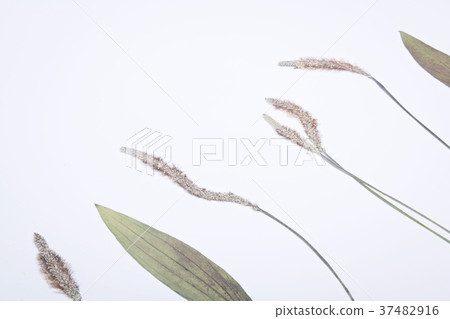Group of dried herbs 37482916