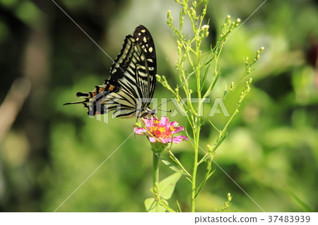 Flowers and swallowtails 37483939