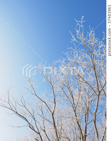 A tree that shines on ice 37483961