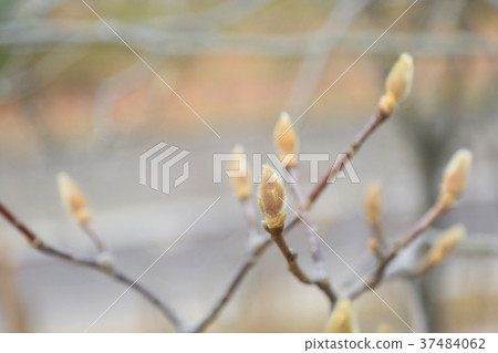 Buds of Haku Mokuren 37484062