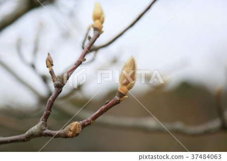 Buds of Haku Mokuren Buds of Haku Mokuren 37484063