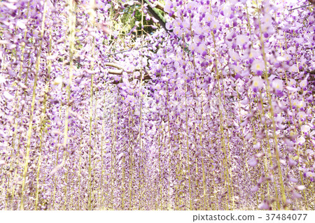 Wisteria Wisteria 37484077