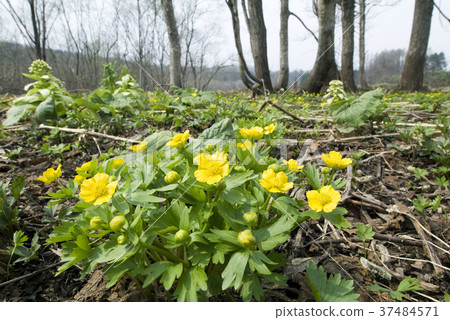 Ezo Kinpouge Tobetsucho 37484571