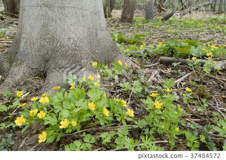 Ezo Kinpouge Tobetsucho Ezo Kinpouge Tobetsucho 37484572